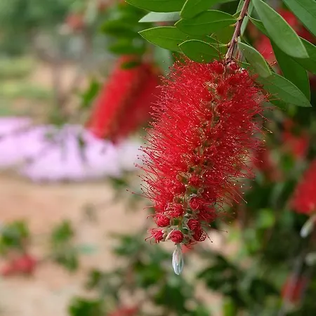 Calamate Bauernhof Gallipoli