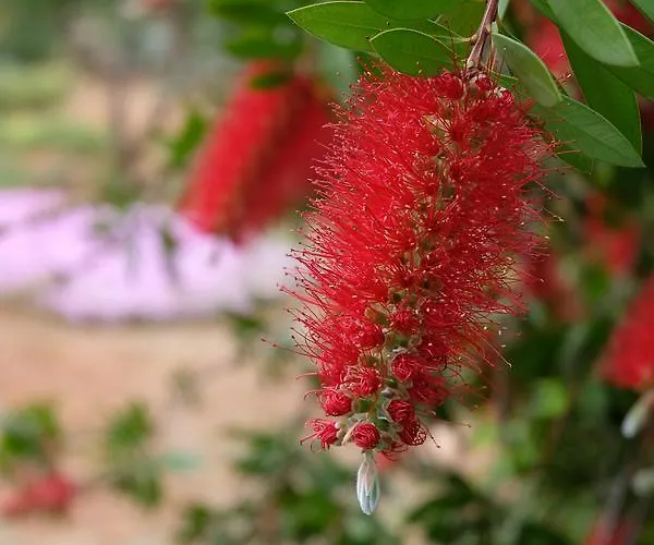 Calamate Farm stay Gallipoli