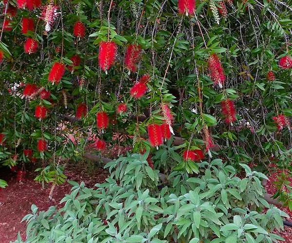 Calamate Feriegård *